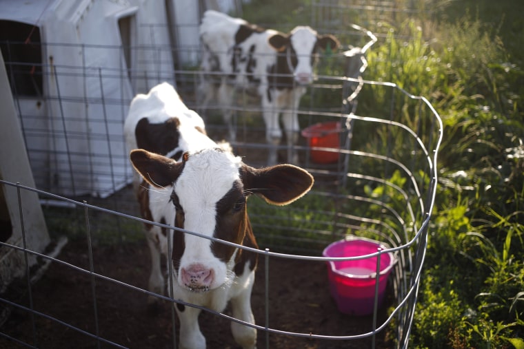 Image: holstein calves