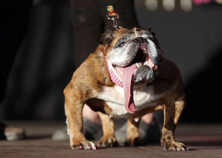 Image: Worlds Ugliest Dog Contest