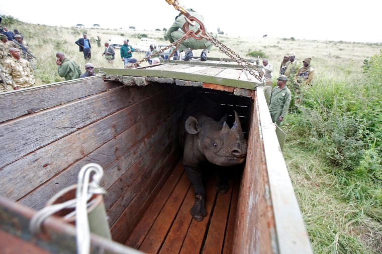 Image: A female black Rhino stands in a box before being transported during rhino translocation exercise In the Nairobi National Park
