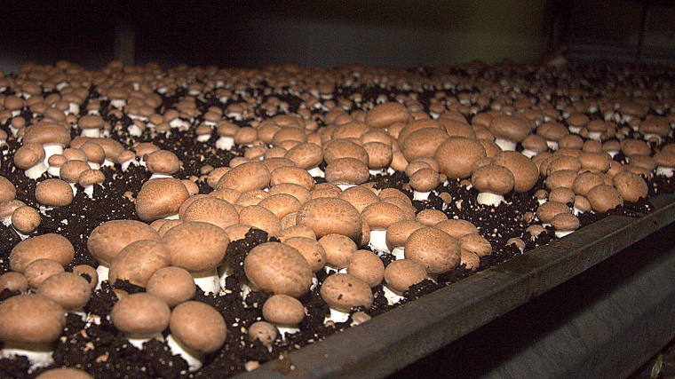 Mushrooms grow in Setas Puerto Rico, a agricultural business located in Aibonito, Puerto Rico.