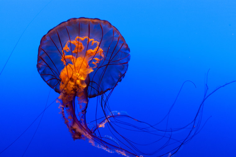 Jellyfish at Henry Doorly Zoo, Family Travel Guide, What to do in Nebraska 