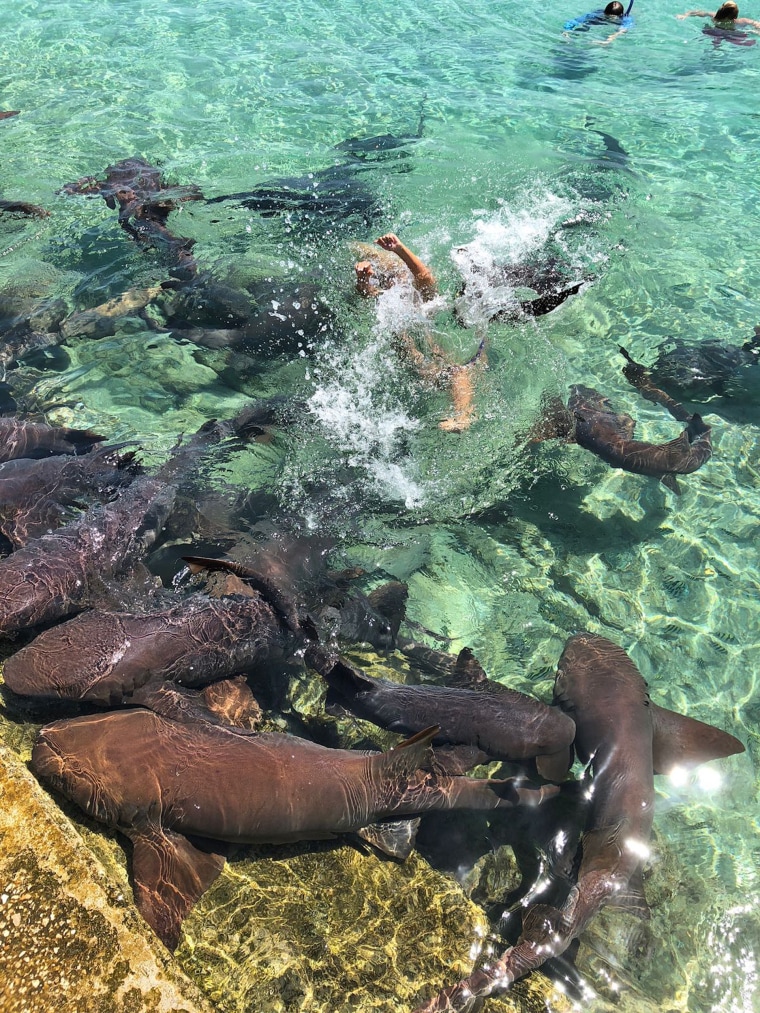 Image: Nurse shark bites model