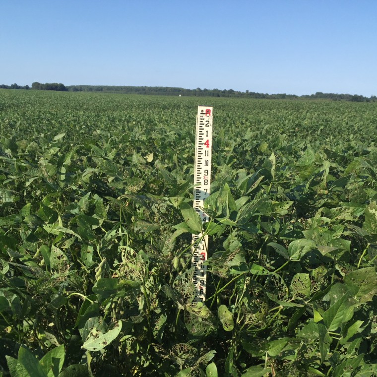 The black farmers' soybean fields in Sunflower County, Mississippi that yielded less than 20  bushels per acre despite above average rainfall.