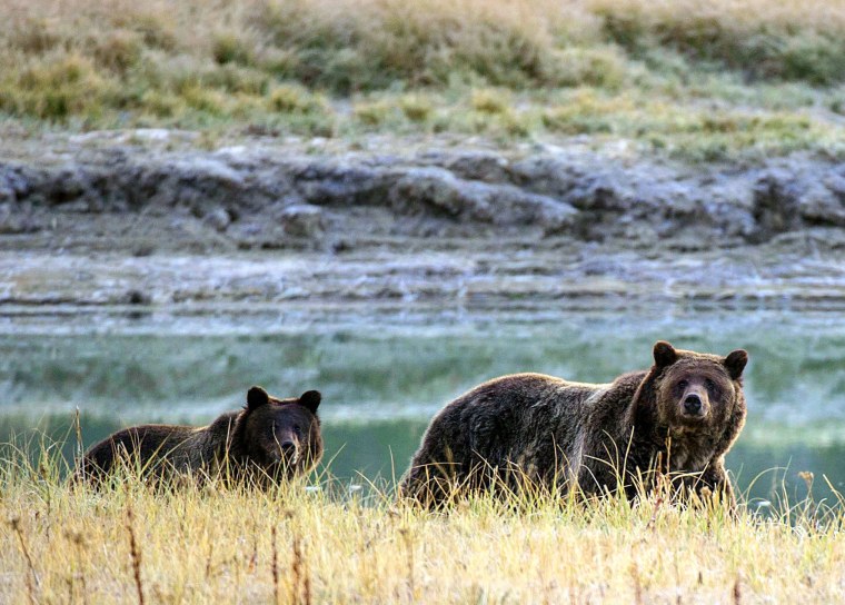 Image: FILES-US-ENVIRONMENT-WILDLIFE-BEARS