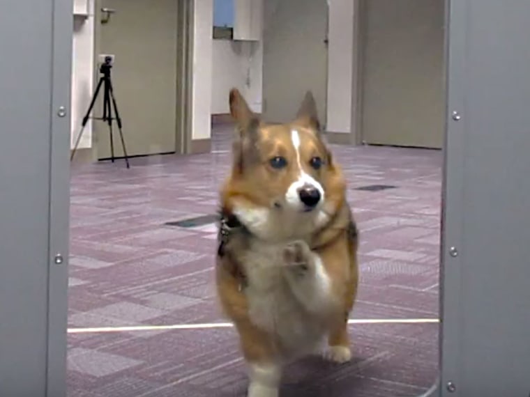 Image: A corgi named Drake participates in an experiment