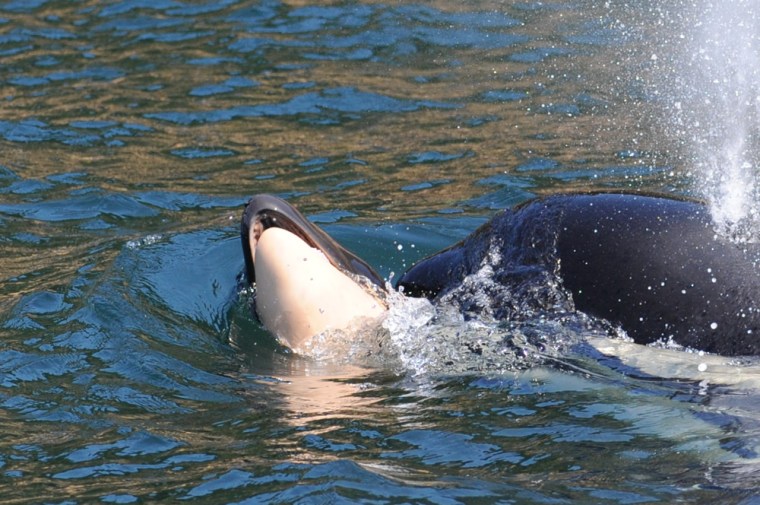 The mother of a dead orca calf pushes its body near Victoria, British Columbia, on July 25, a day after it was born.
