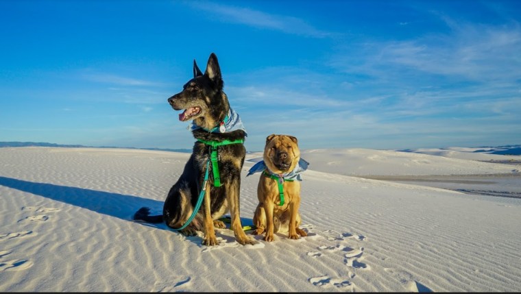Couple takes dogs on 15,000-mile road trip