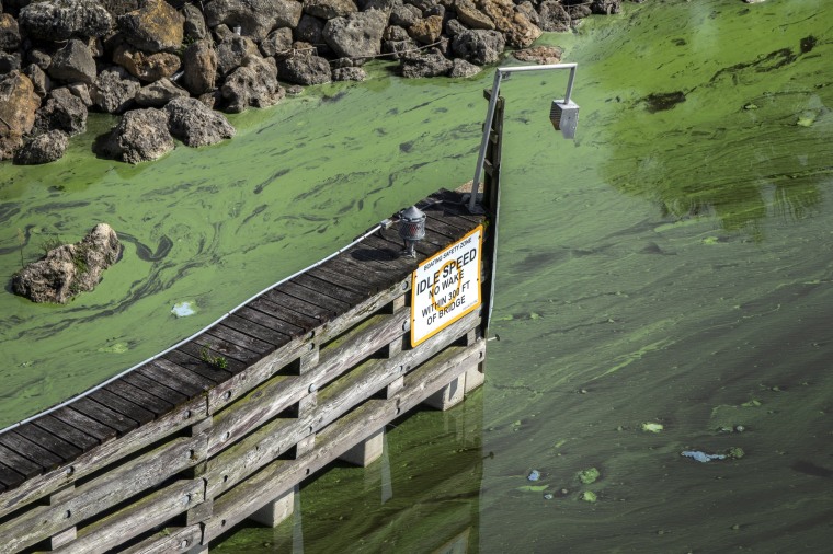 Image: Blue-Green Algae