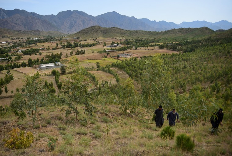 Image: Pakistan trees