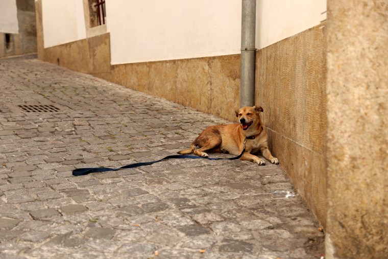 Image: Lisbon heatwave