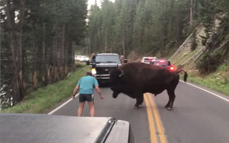 Image: Man confronts Bison Yellowstone