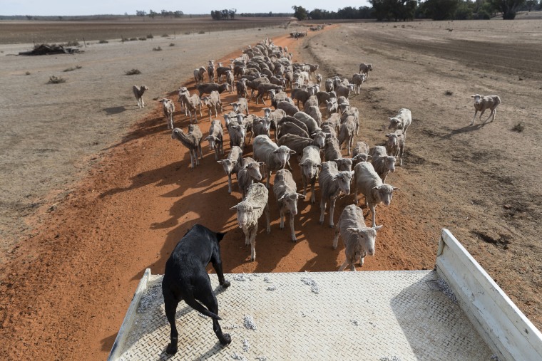 Image: New South Wales Farmers Battle Crippling Drought