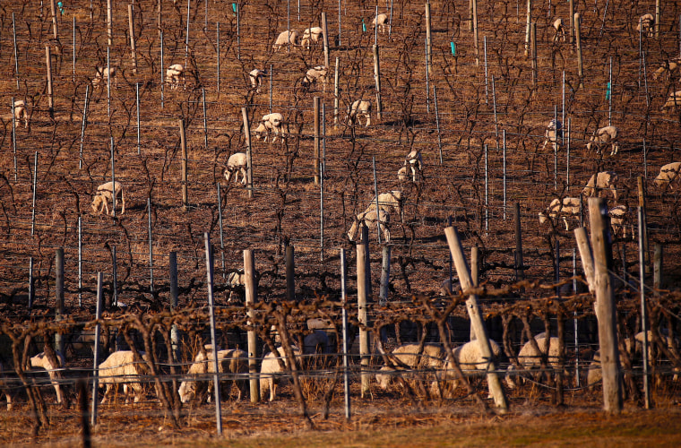 Image: Sheep can be seen between rows of vines at a winery located on the outskirts of the drought-effected New South Wales town of Mudgee