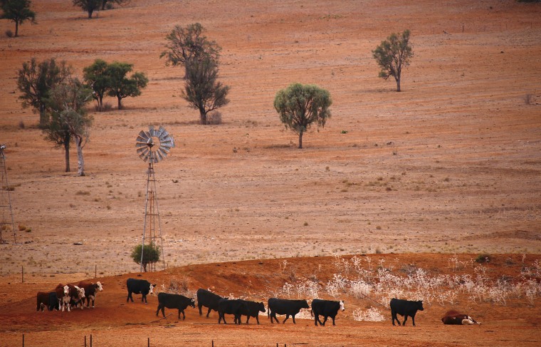 Image: FILE PHOTO: Cattle walk past an empty dam and old windmill in a drought-affected paddock on a property located west of the town of Gunnedah, located in the north-west of New South Wales