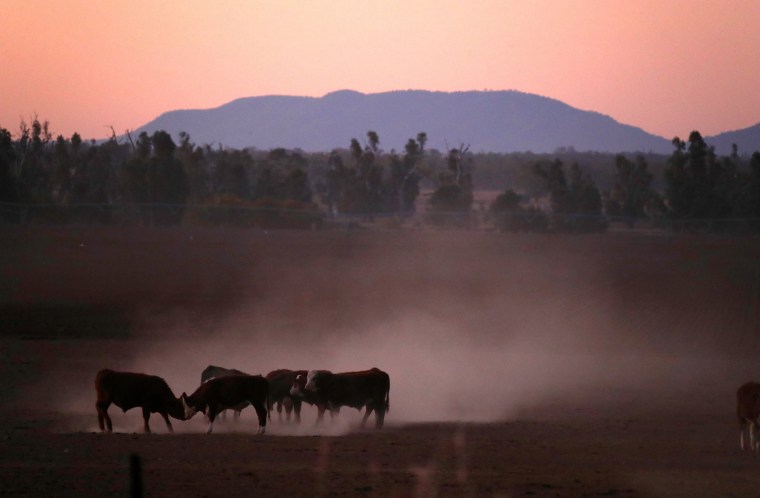 Image: Cattle push each other as they kick-up dust at sunset on farmer Tom Wollaston's drought-effected property, located west of the town of Tamworth