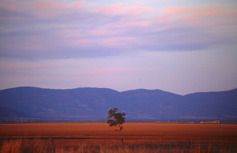 Image: A lone tree can be seen in a drought-affected paddock on farmer Scott Cooper's property named 'Nundah' located on the outskirts of the central New South Wales town of Gunnedah