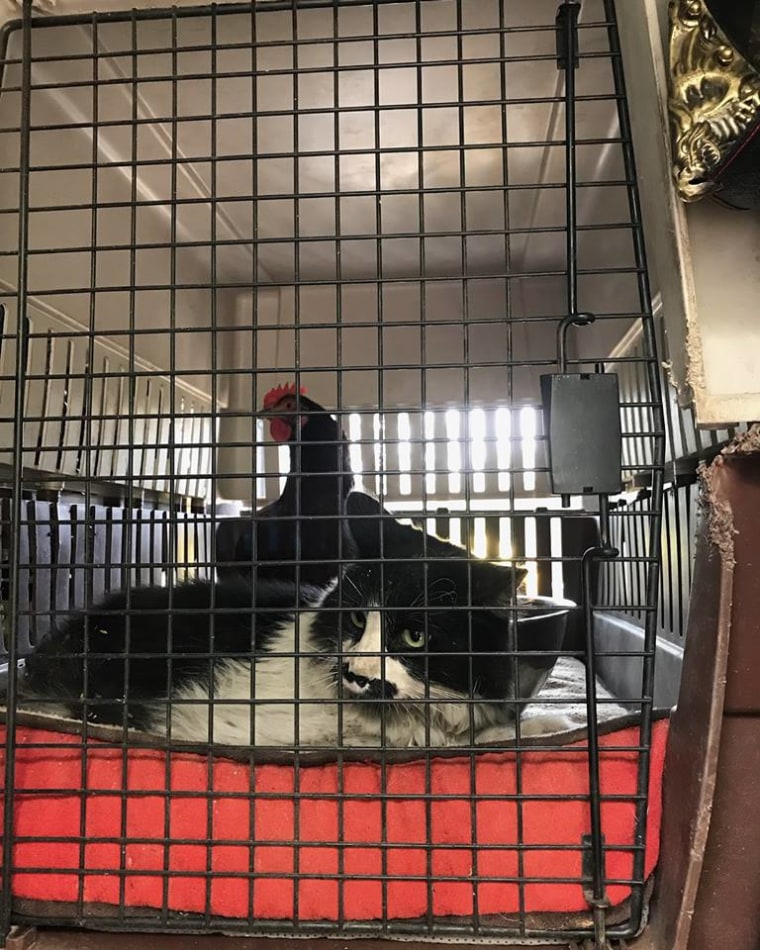 Cat, chicken "huddled together" after California wildfire