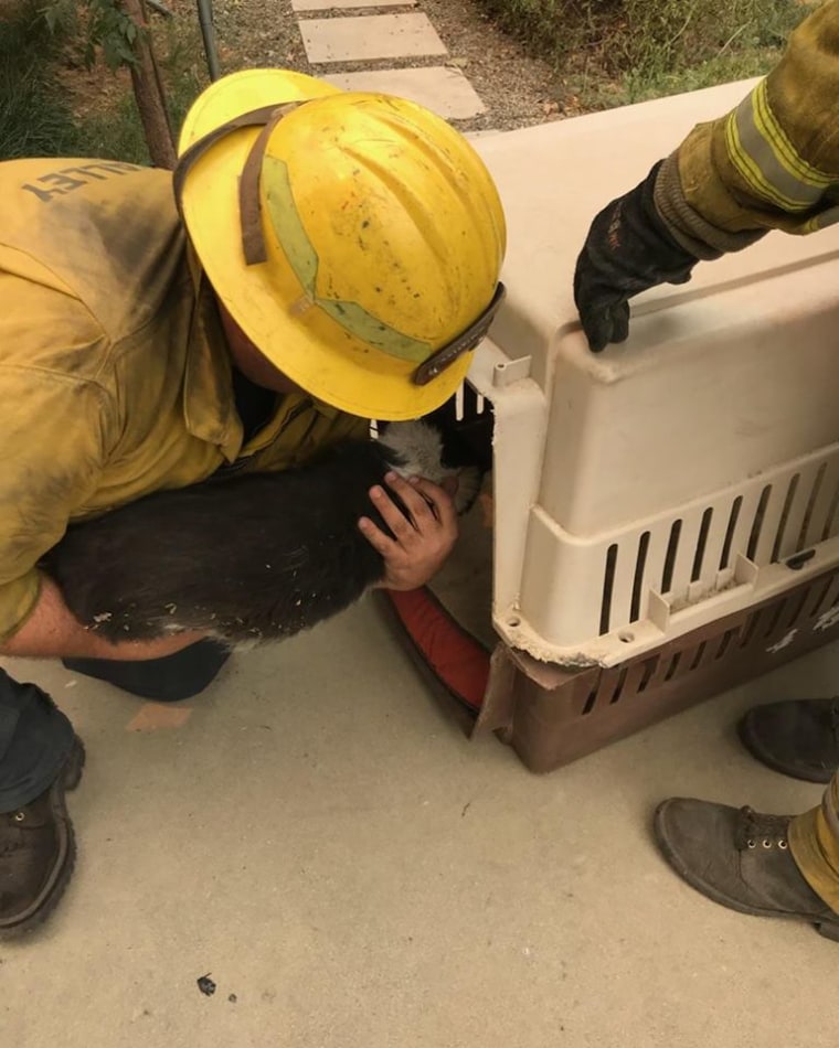 Cat, chicken "huddled together" after California wildfire