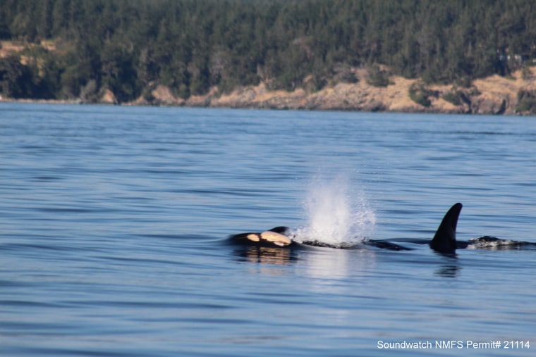 Orca Mom