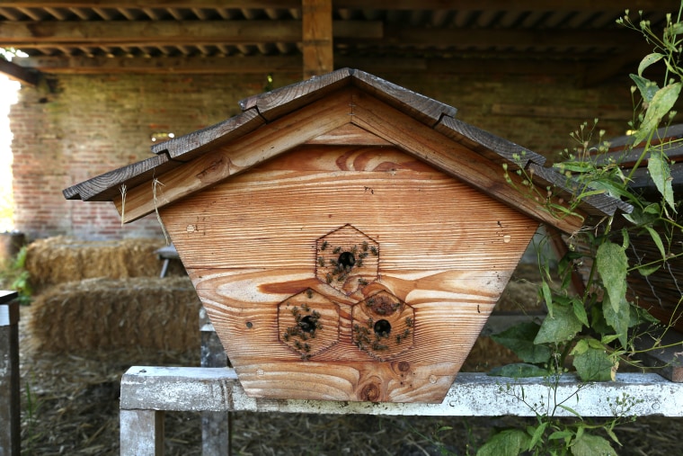 Image: Amsterdam bees