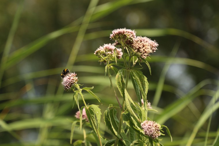 Image: Amsterdam bees