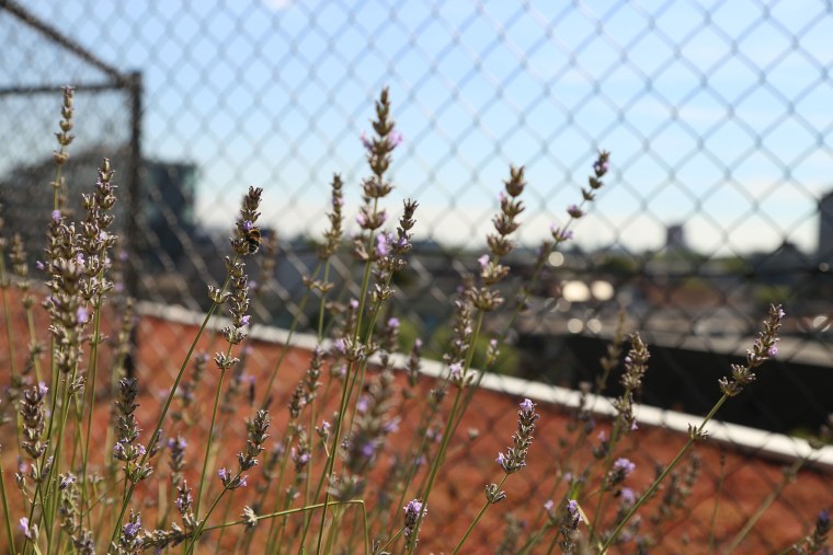 Image: Amsterdam bees