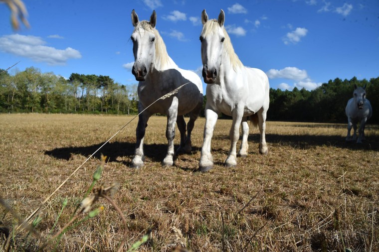 Image: Horses search for grass near La Breille-les-Pins, France