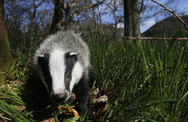 Image: A badger