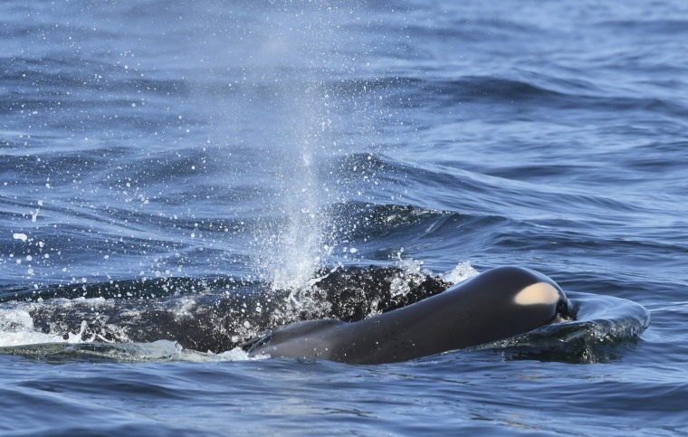 A dead baby orca whale is being pushed by her mother.