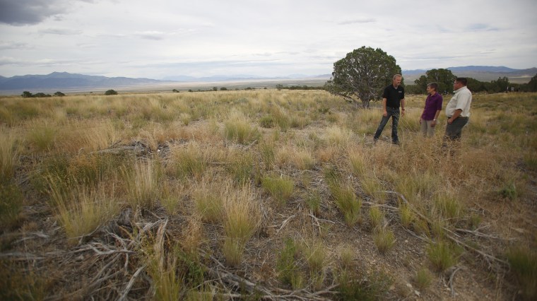 Image: Rehabilitated grasses and sage brush in greater sage grouse habitat in Tooele County, Utah