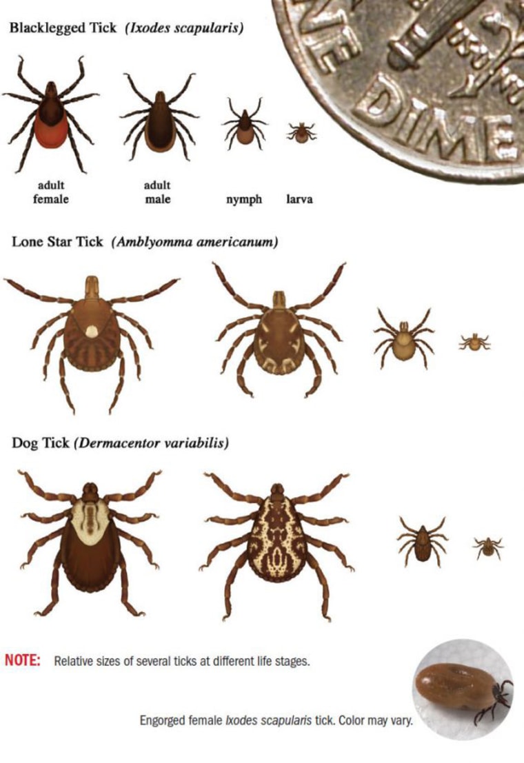 Ticks that commonly bite humans.