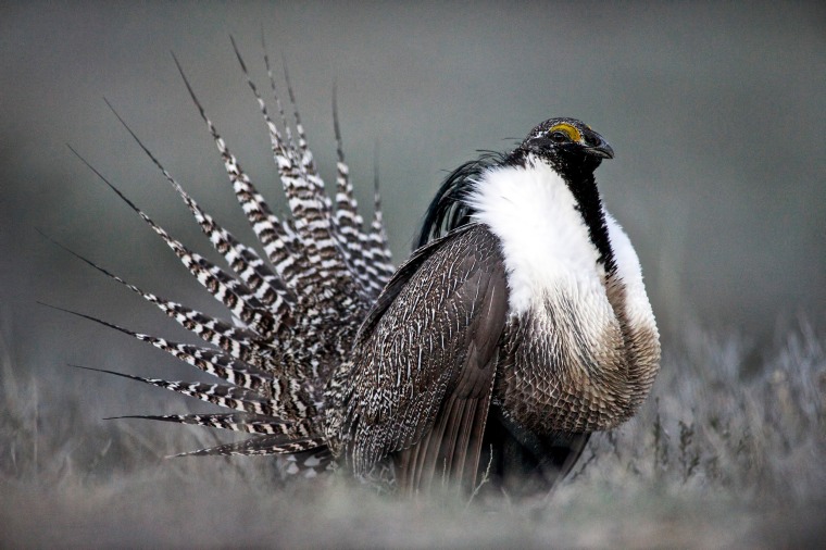 Image: Gunnison Sage Grouse