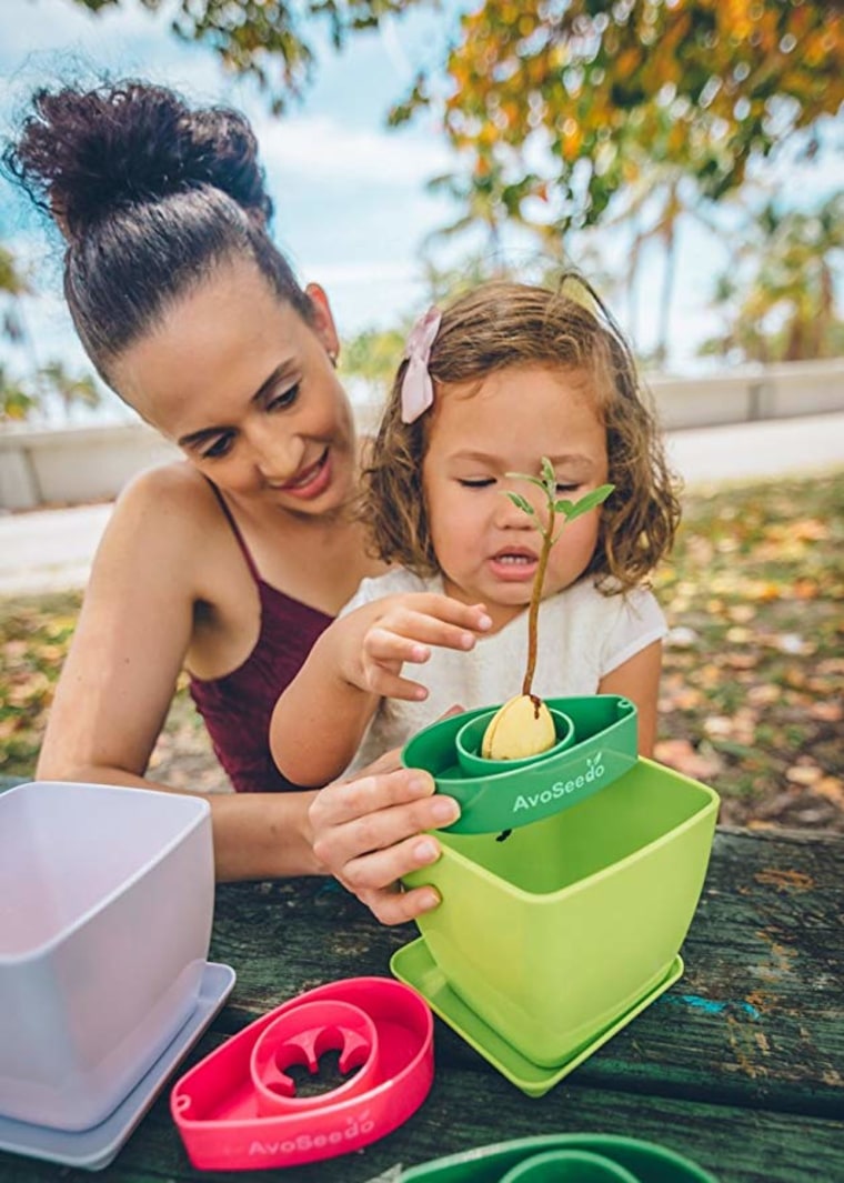 Grow avocados at home: AvoSeedo Bowl Set Grow Your Own Avocado Tree, Evergreen, Perfect Avocado Tree Growing Kit for Every Avocado Lover with Plan Pot - Green & Green