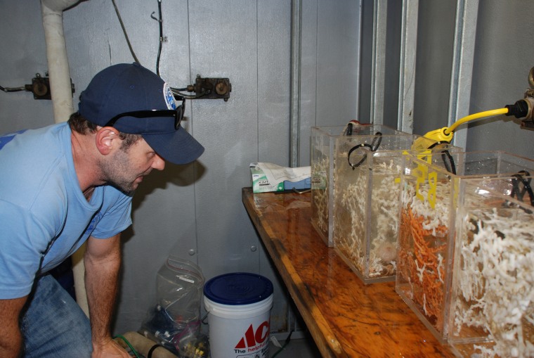 Image: Erik Cordes inspects the biobox inserts filled with corals after a dive