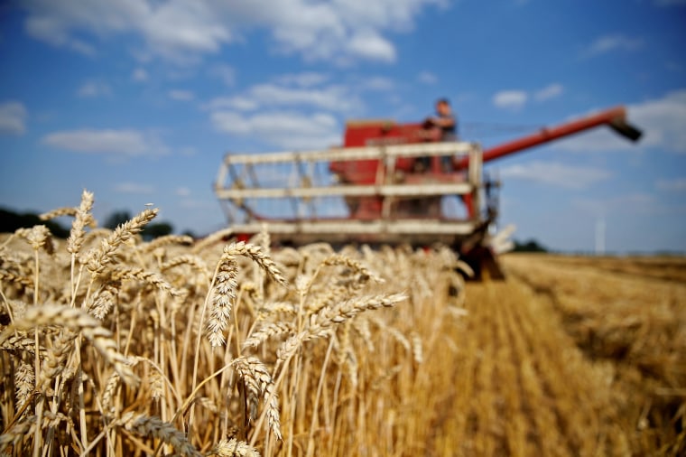 Image: FILE PHOTO: Arnaud Caron, a French farmer drives an old Mc Cormick F8-413 combine as he harvests his last field of wheat, in Vauvillers