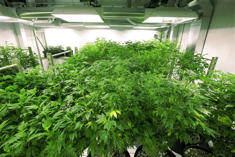 Image: Marijuana plants at the Ataraxia medical marijuana cultivation center