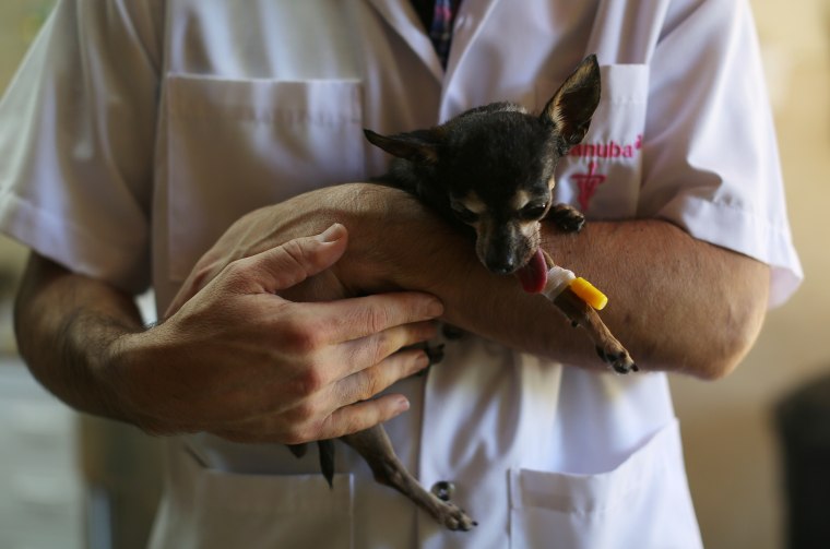 Image: A veterinarian holds a chihuahua after a dental operation