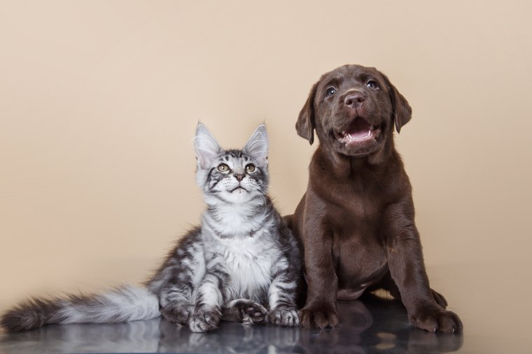 Image: A cat and dog