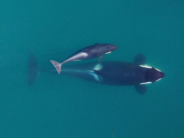 Image: Adult female Southern Resident killer whale (J16) swims with her calf (J50)