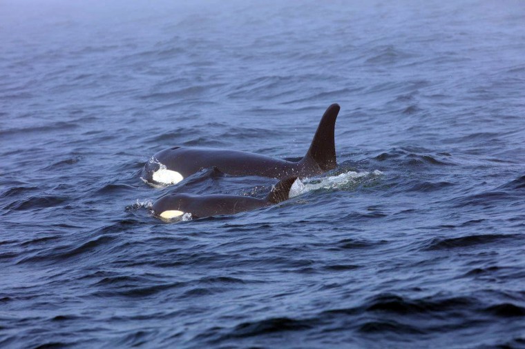 Image: outhern Resident killer whale J50 and her mother, J16, swim off the west coast of Vancouver Island near Port Renfrew