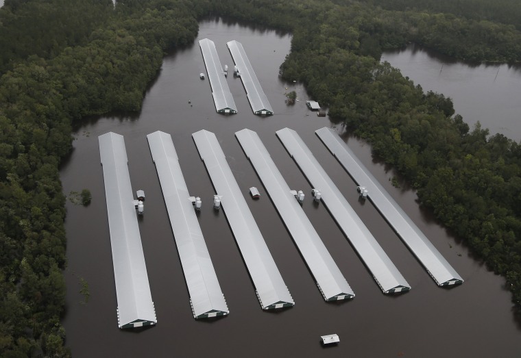 Image: Chicken farm buildings are inundated with floodwater from Hurricane Florence near Trenton