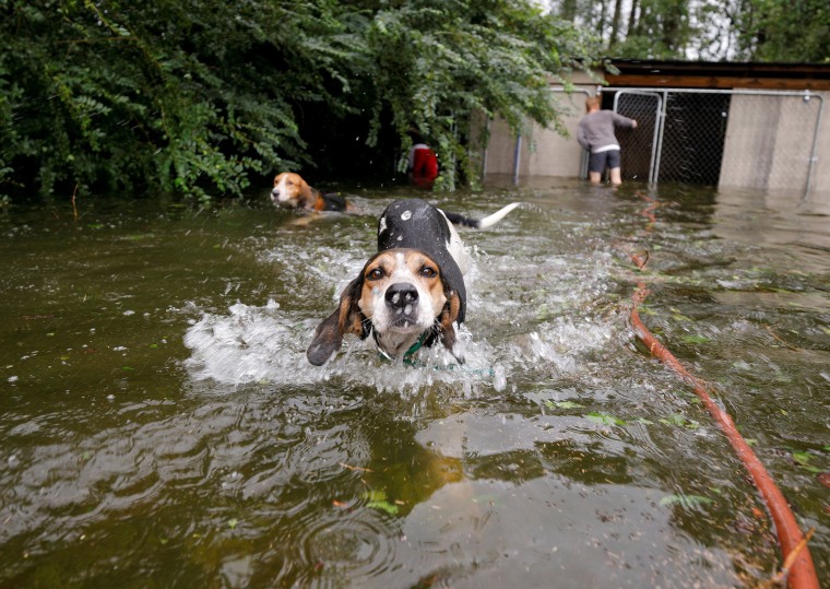 Image: Panicked dogs that were left caged by an owner who fled rising flood waters in the aftermath of Hurricane Florence, swim free after their release in Leland, North Carolina
