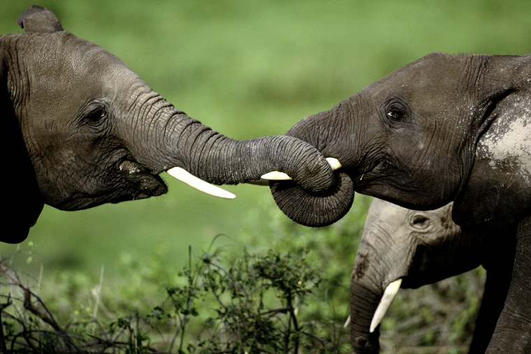 African elephants in Amboseli National Park, Kenya.