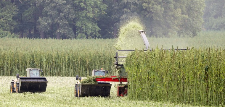 Image: Cannabidiol (CBD) Oil harvest