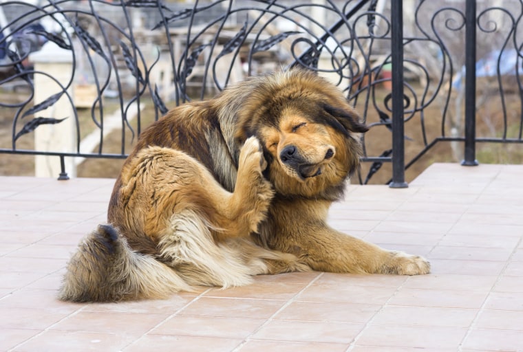 Image: A dog scratches a flea