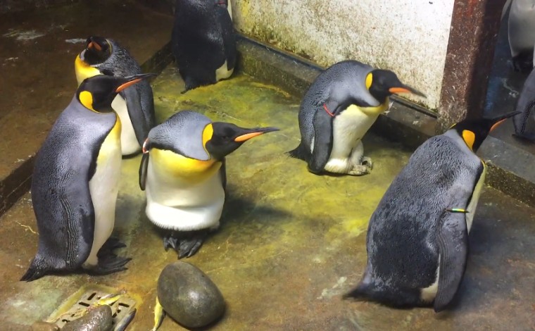Image: Penguins at Odense Zoo