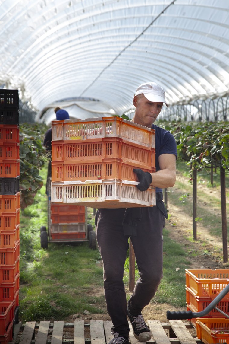 Image: Alastair Brooks' fruit farm near Margate, Kent.