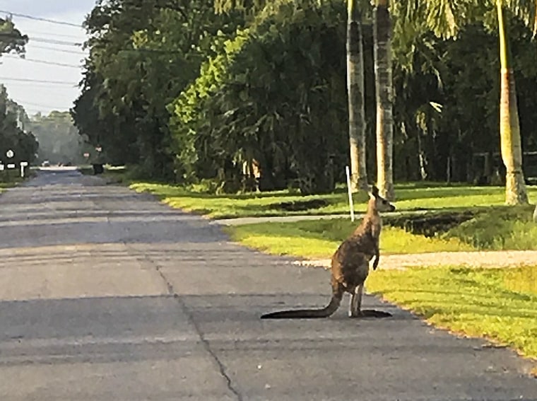 Image: A kangaroo crosses the street in Jupiter, Fla