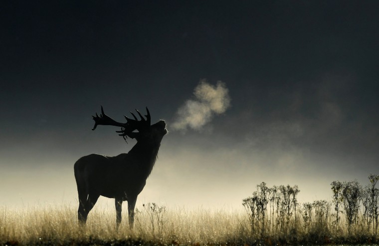 Image: A deer stag barks in the early morning light during the rutting season in Richmond Park, west London