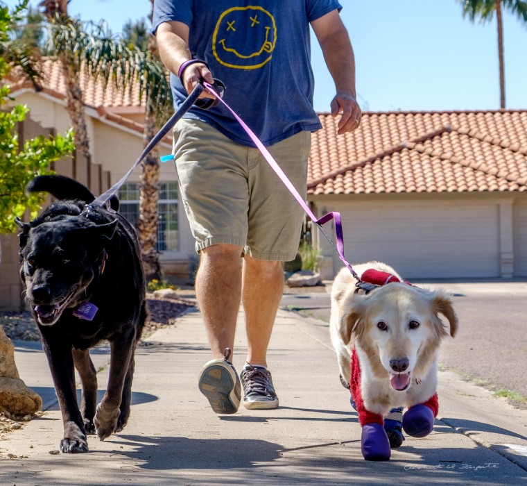 Humane Society hero dog